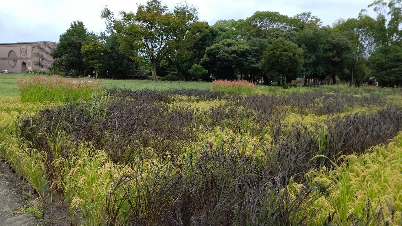 9/26(土)  登呂遺跡  &  ホットケーキ🥞作り